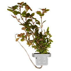 Ludwigia palustris Super Red 035B CLP